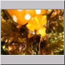 Halyzia sedecimguttata - Sechzehnfleckige Marienkaefer 02.jpg